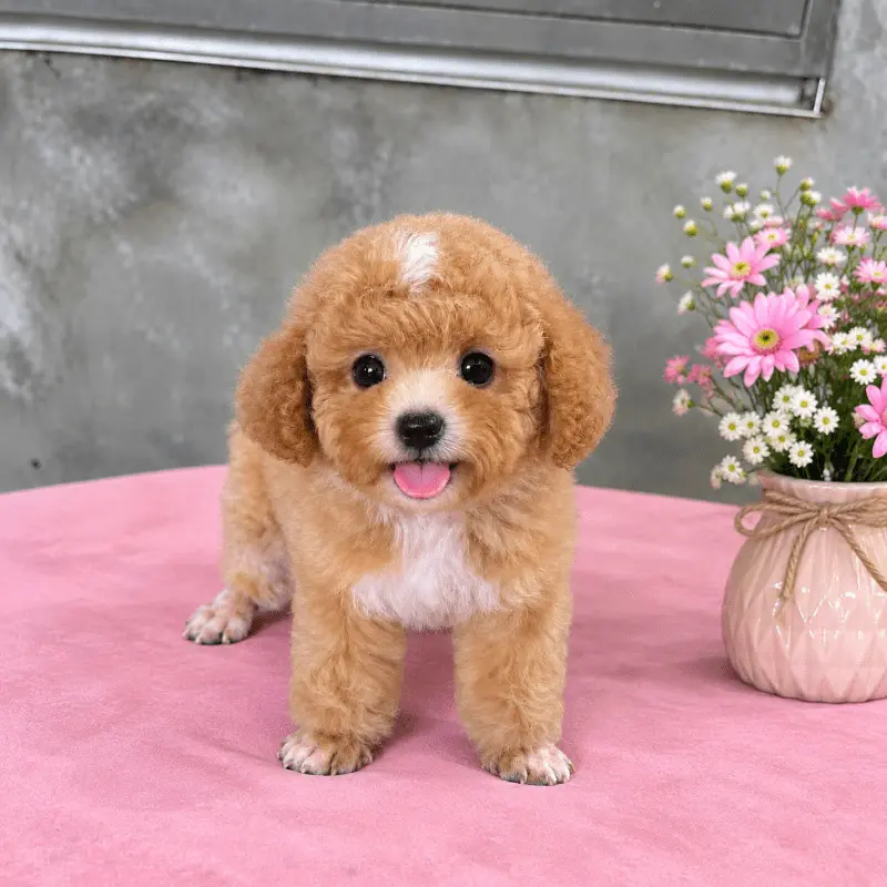 Chó Poodle Vàng Mơ - PDM 18900
